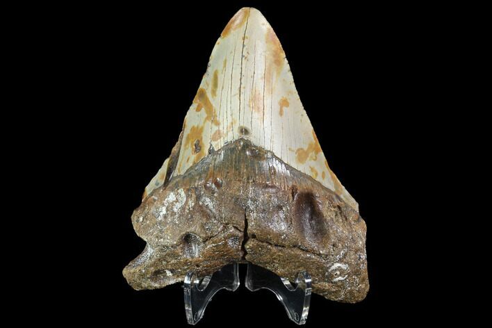 Bargain, Fossil Megalodon Tooth - North Carolina #86960